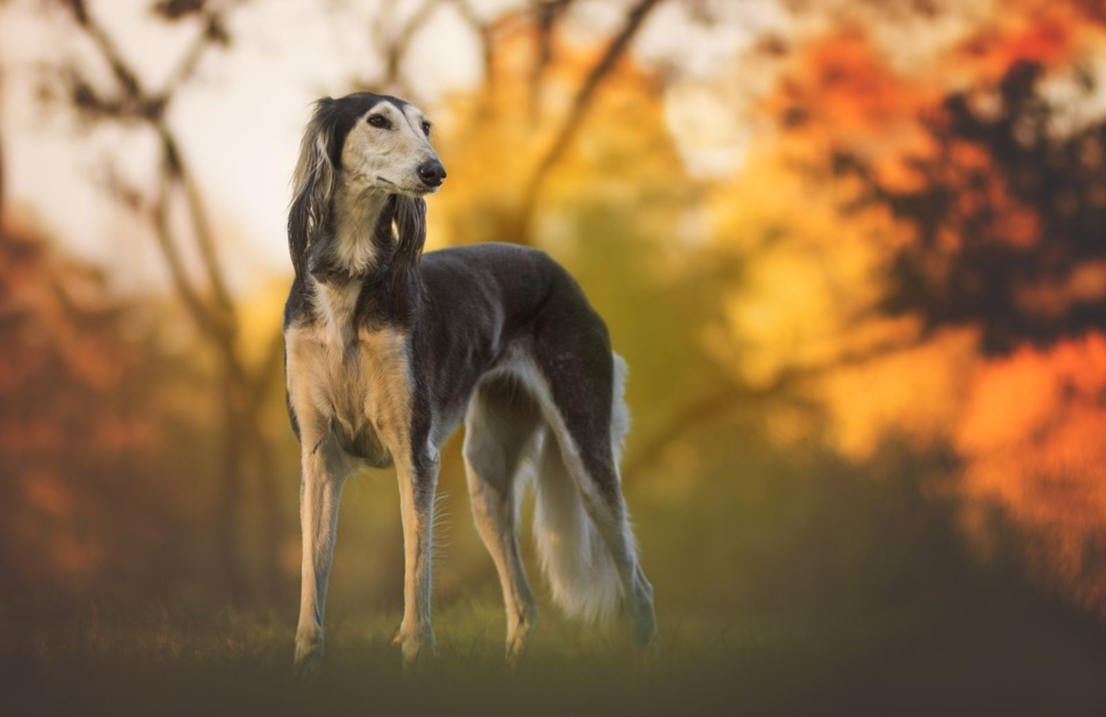 Quali sono i cani più veloci?