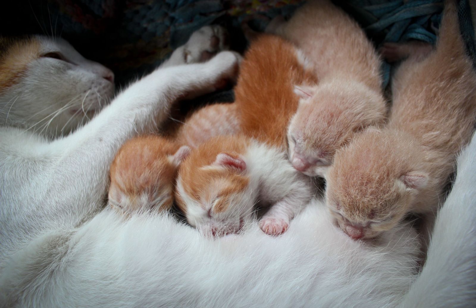 Quando aprono gli occhi i cuccioli di gatto?