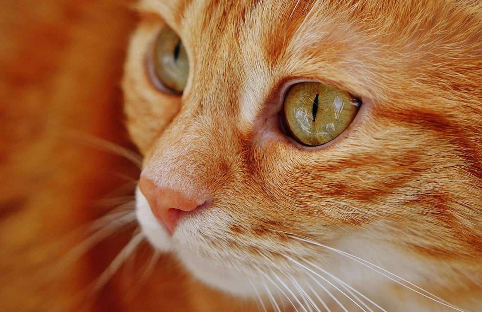 Quanta acqua deve bere al giorno un gatto?