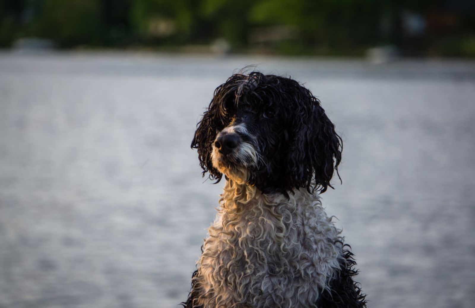 Quanto costa il Cão de água?