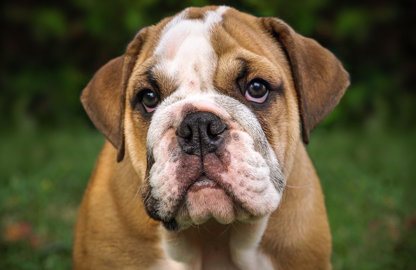 Quanto costa un bulldog inglese?