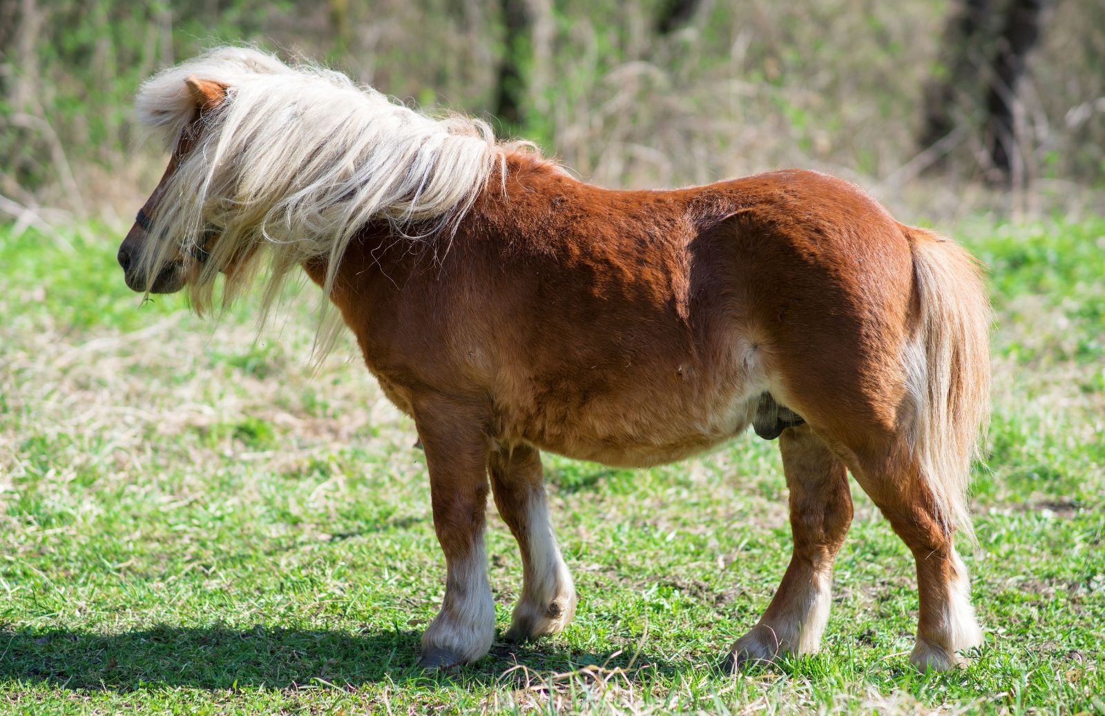 Quanto costa un pony?