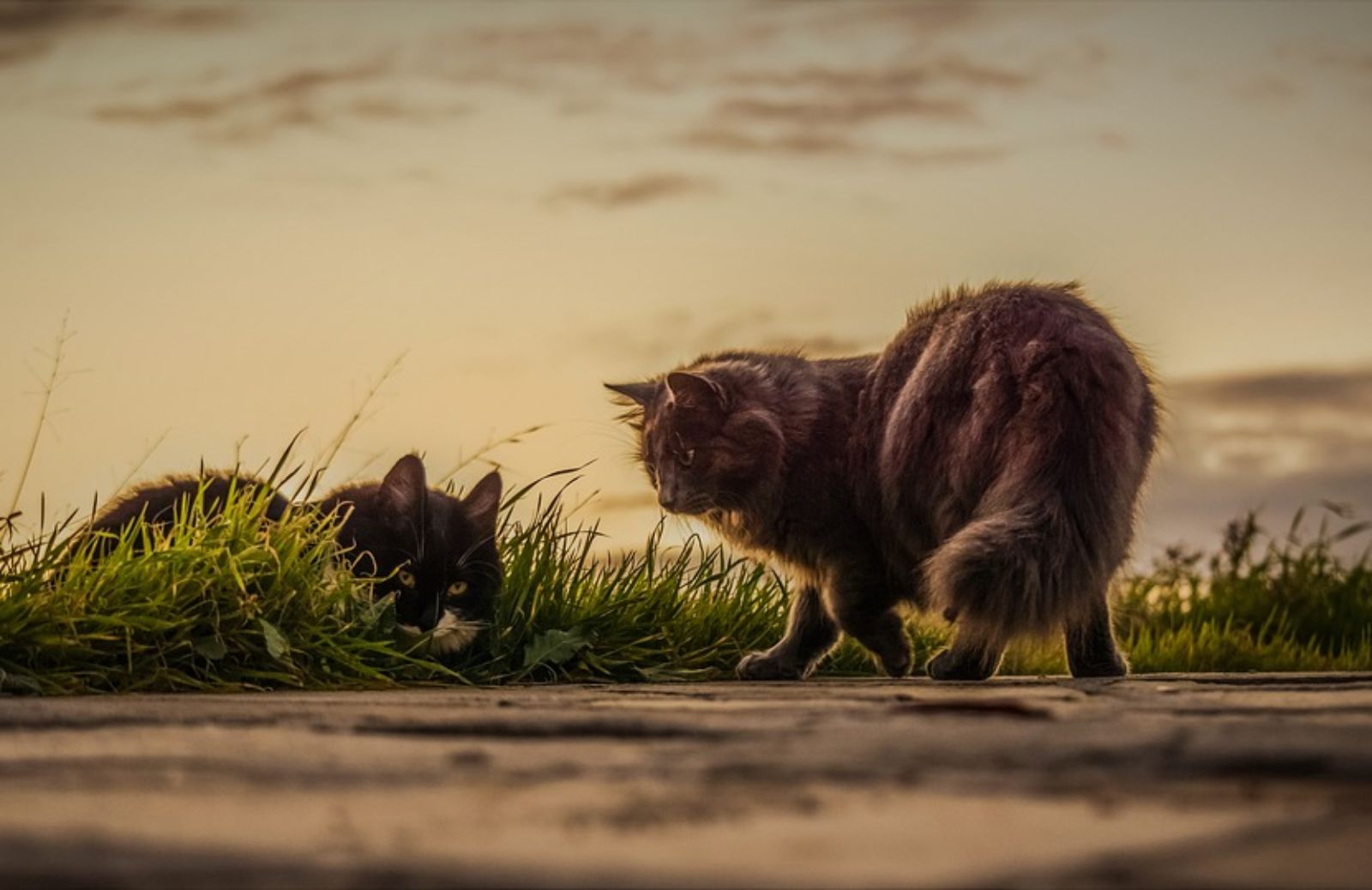 Quanto dura il calore di un gatto maschio?