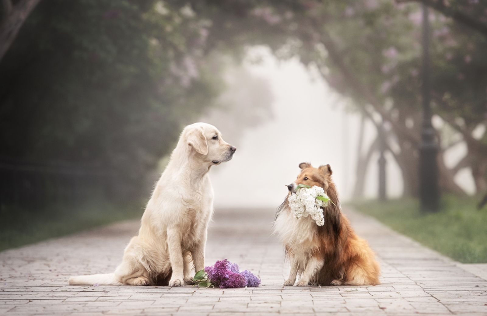 Quanto dura il calore nei cani?