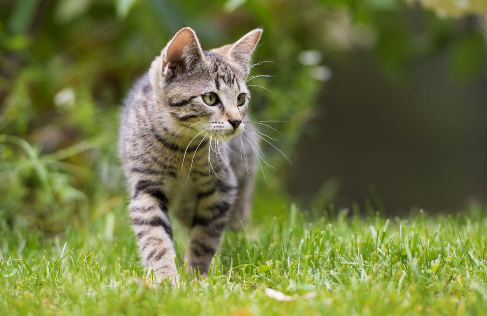 Si misura l'altezza al garrese di un gatto?