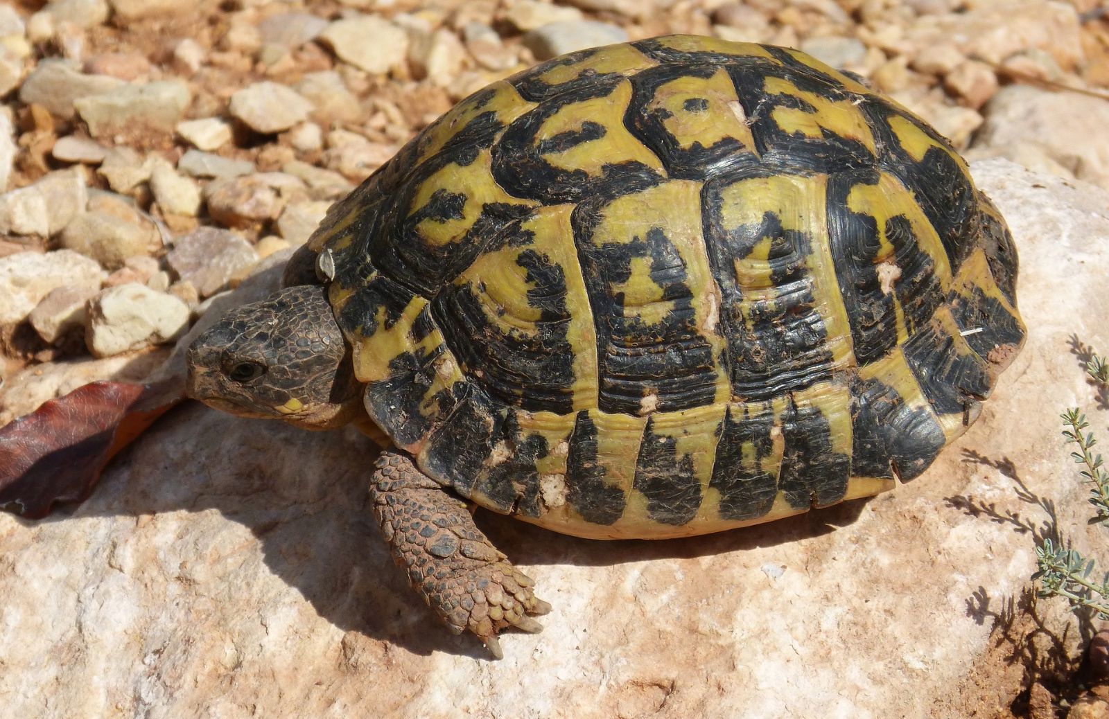 Si può tenere una tartaruga di terra a casa?