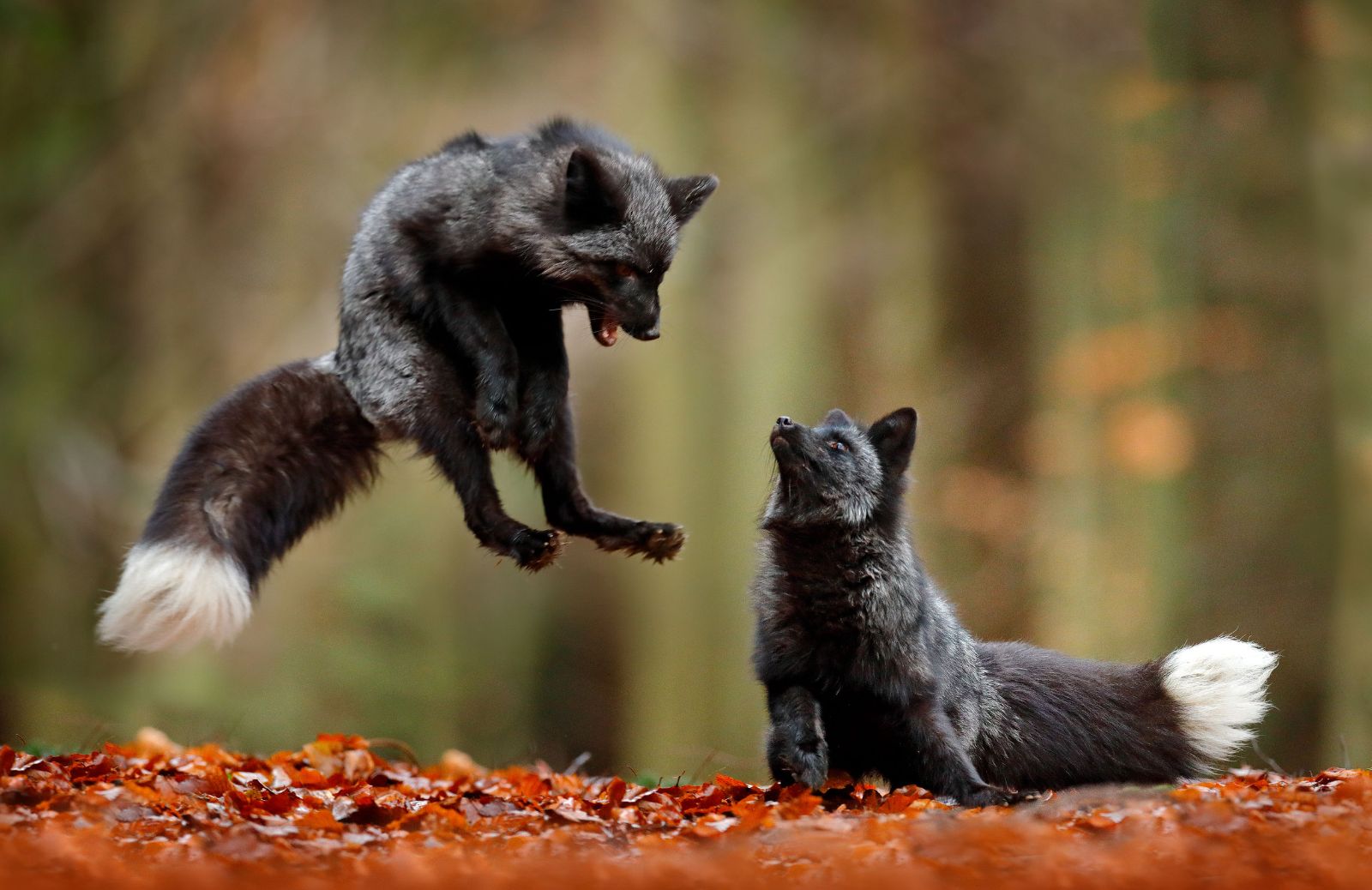 Volpe nera e volpe rossa sono specie diverse?