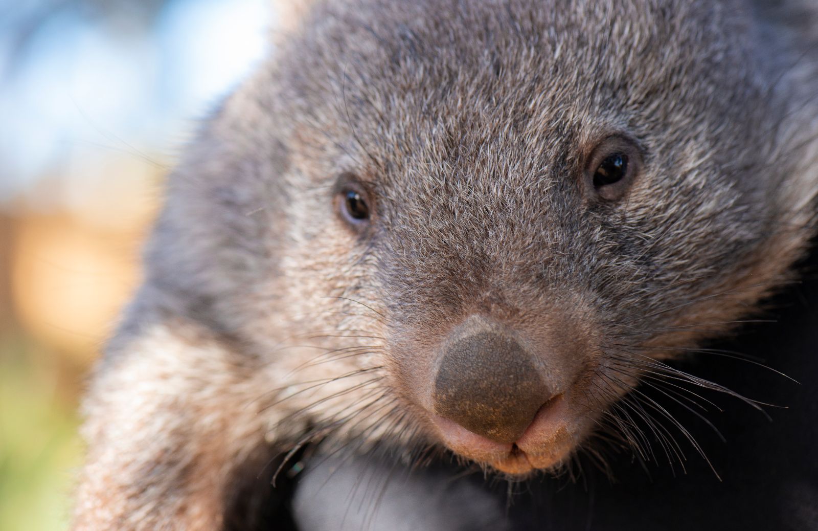 Animali australiani: i vombati salvano altri animali dagli incendi