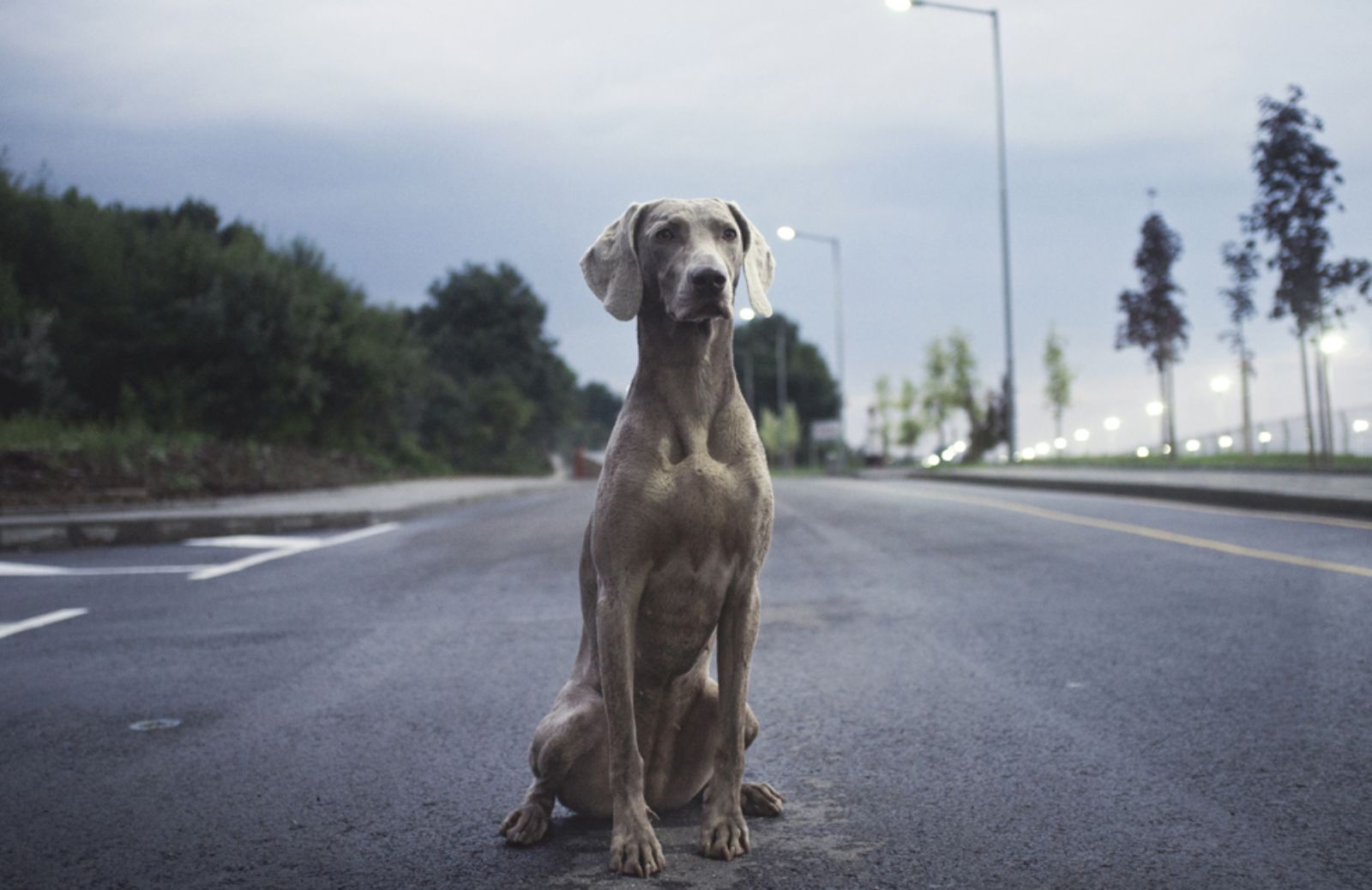 Animali in città: ecco il rapporto nazionale 2017 di Legambiente