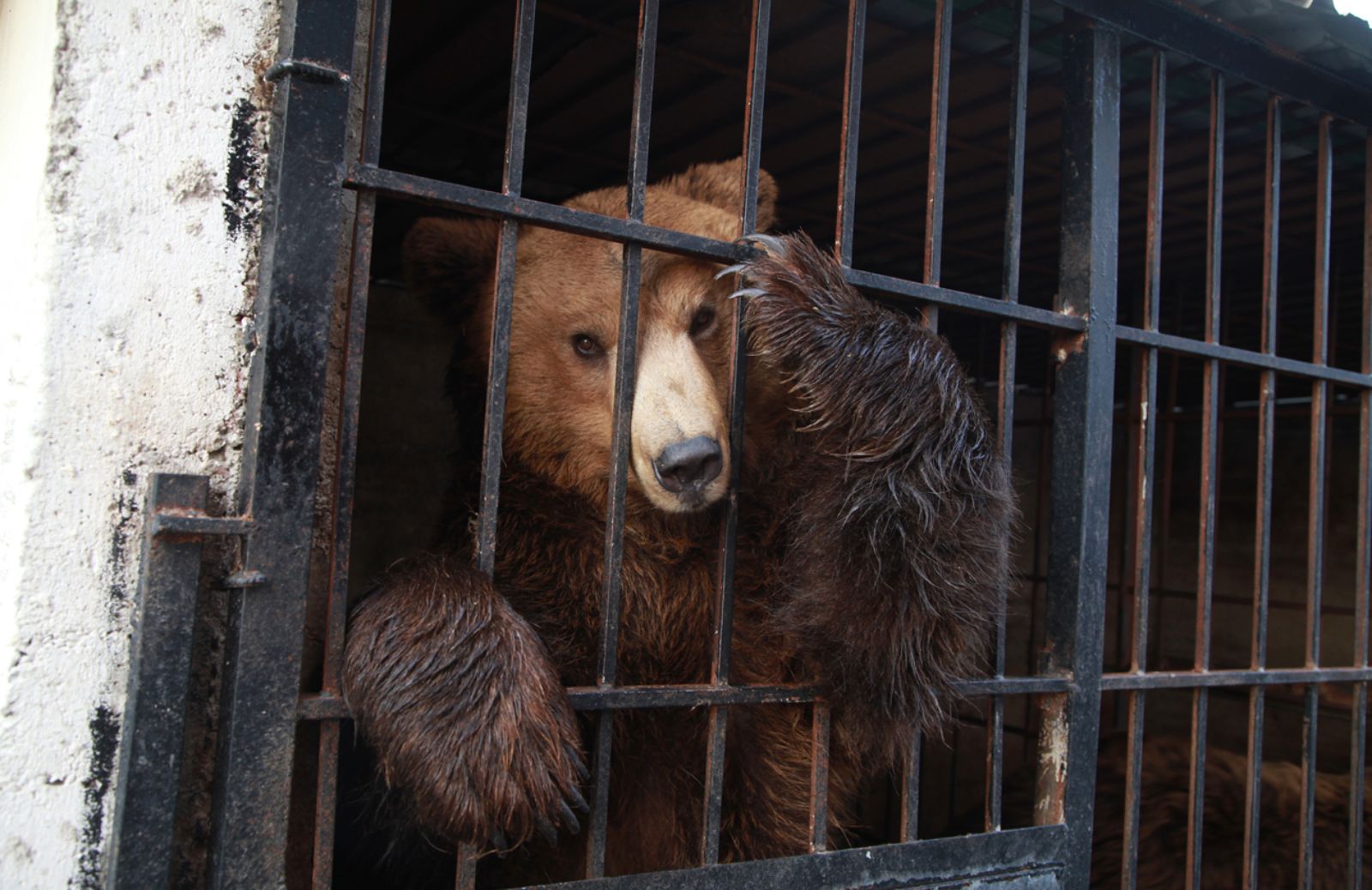 Bears Albania: le ragazze albanesi che liberano gli orsi 