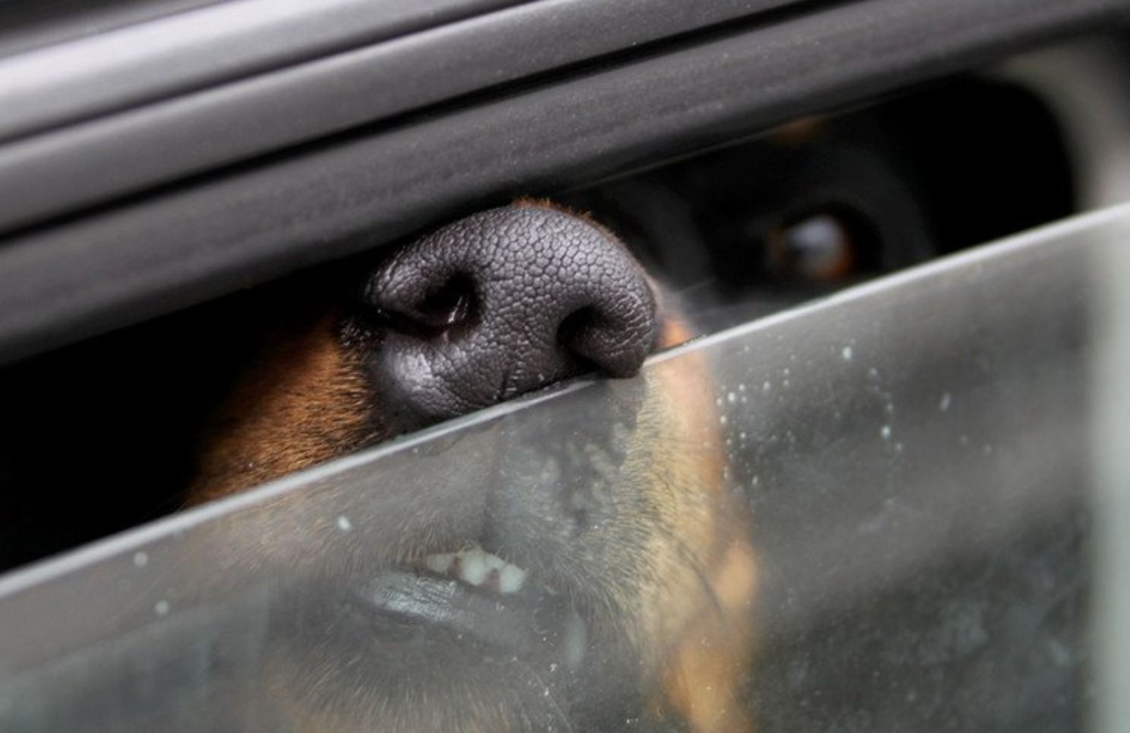 Cane chiuso in auto? Meglio un finestrino rotto che una vita spezzata 