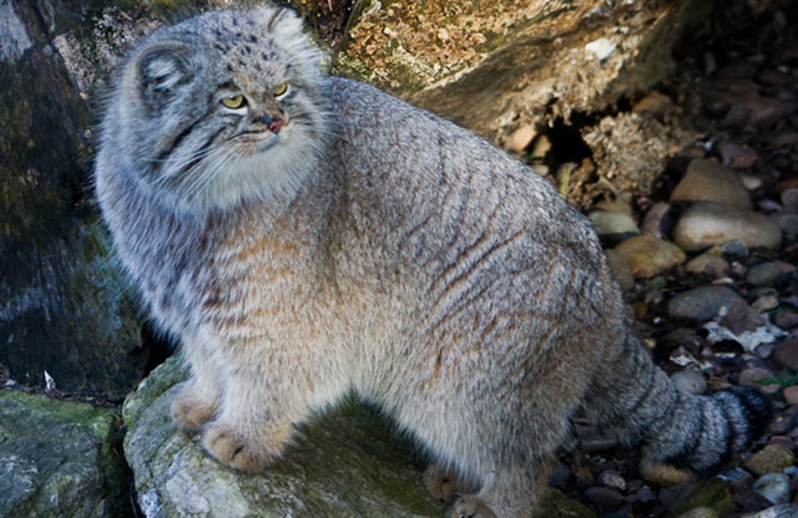 I gatti di Pallas avranno una riserva