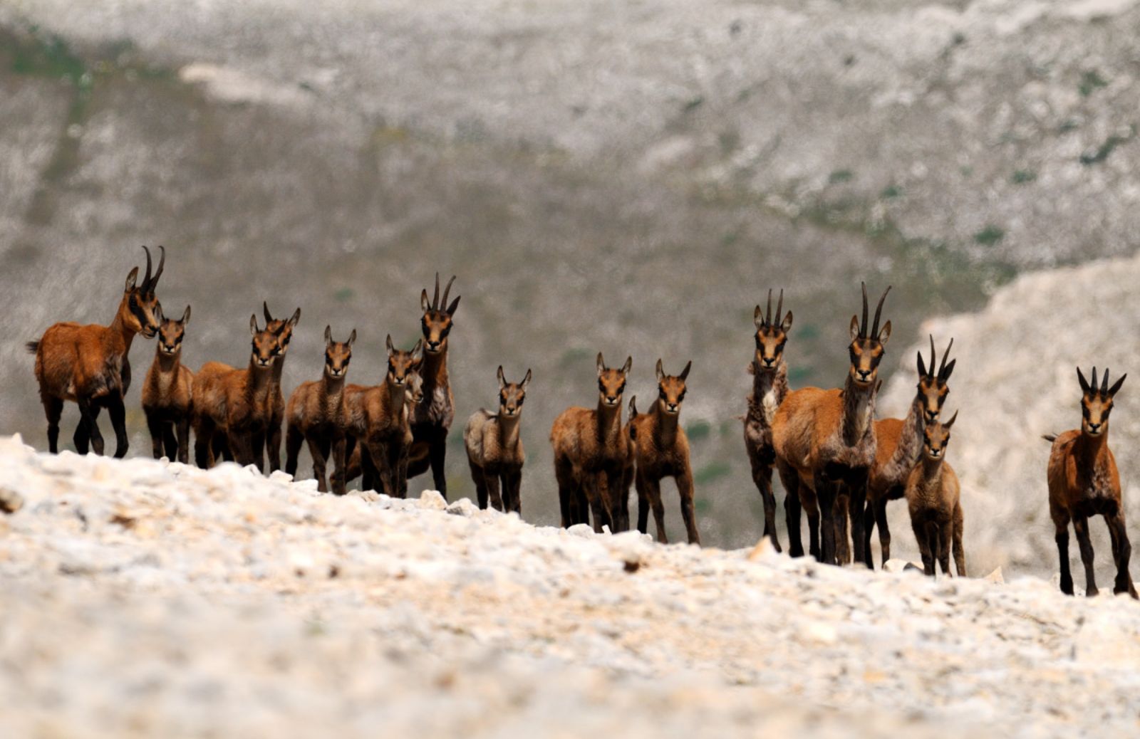 Il camoscio appenninico non è più a rischio estinzione