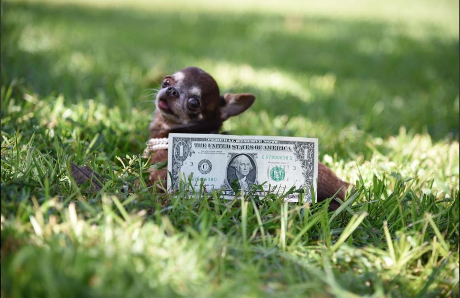 Il cane più piccolo del mondo? Si chiama Milly