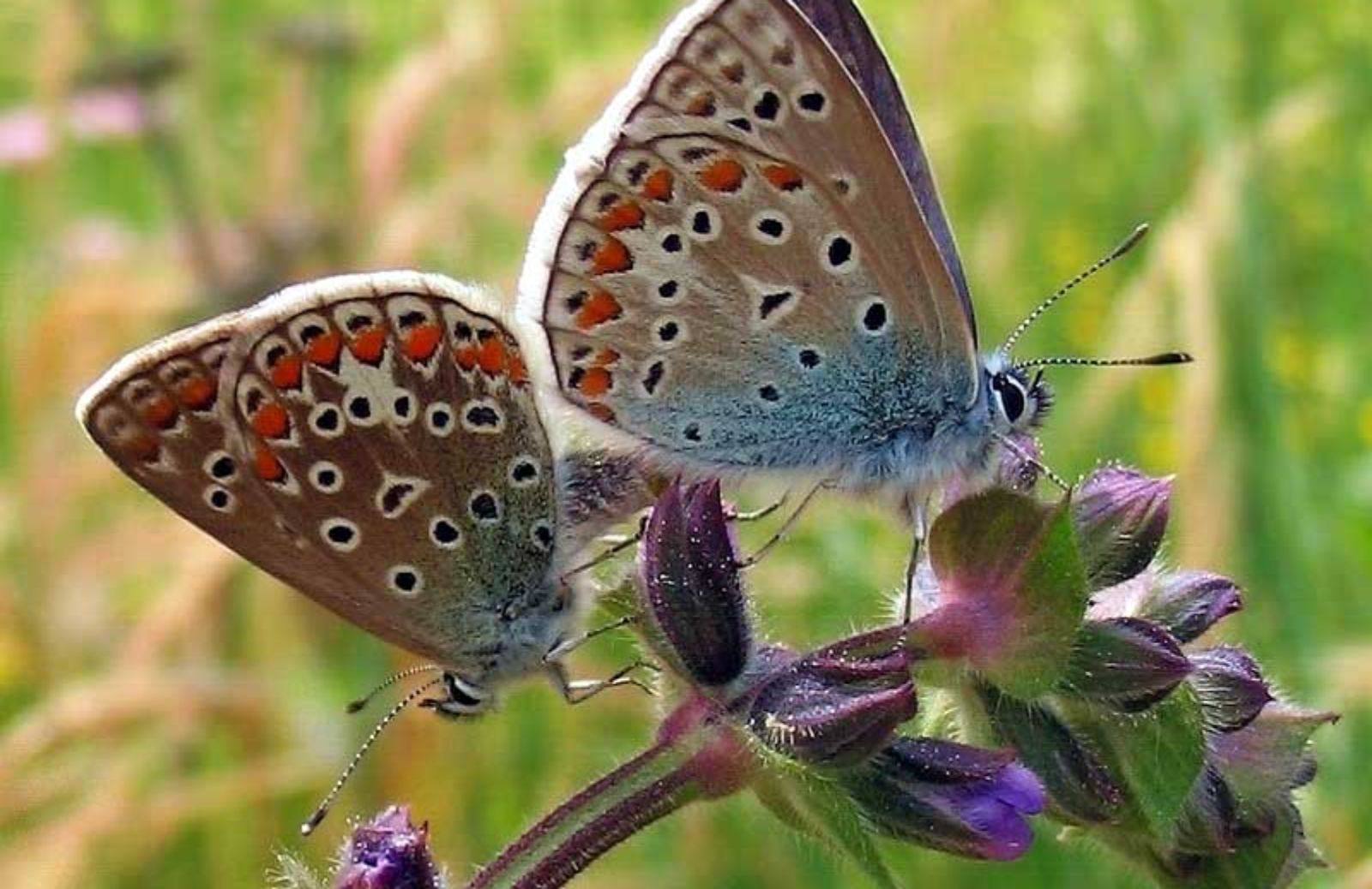 Italia, paradiso d’Europa delle farfalle