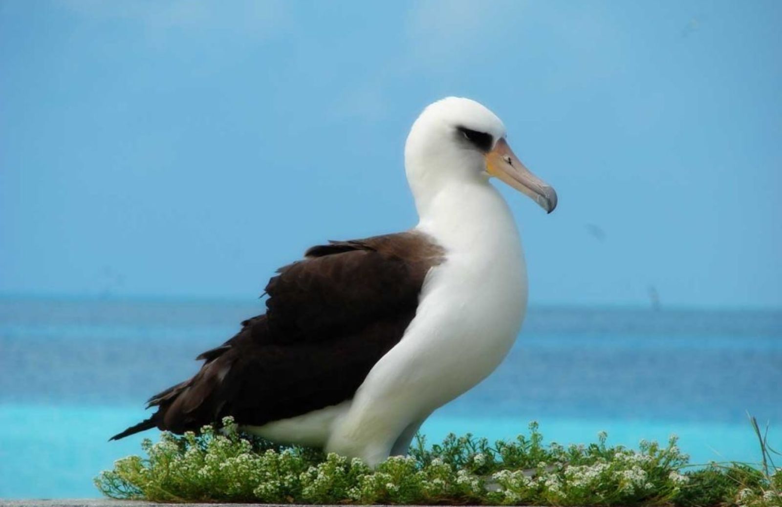 L’uccello più anziano del mondo sarà di nuovo mamma