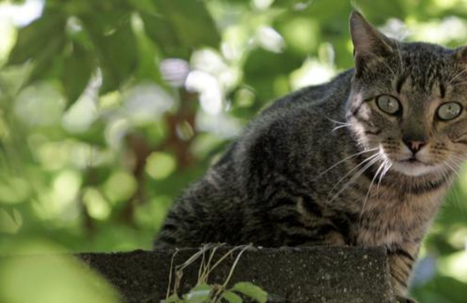 La fauna autoctona australiana minacciata dai gatti selvatici