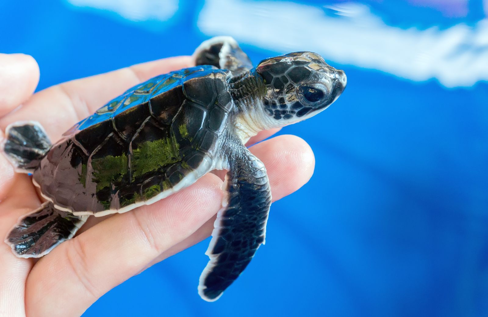 La storia di Peppiniello, il cucciolo di tartaruga salvato dall’assideramento