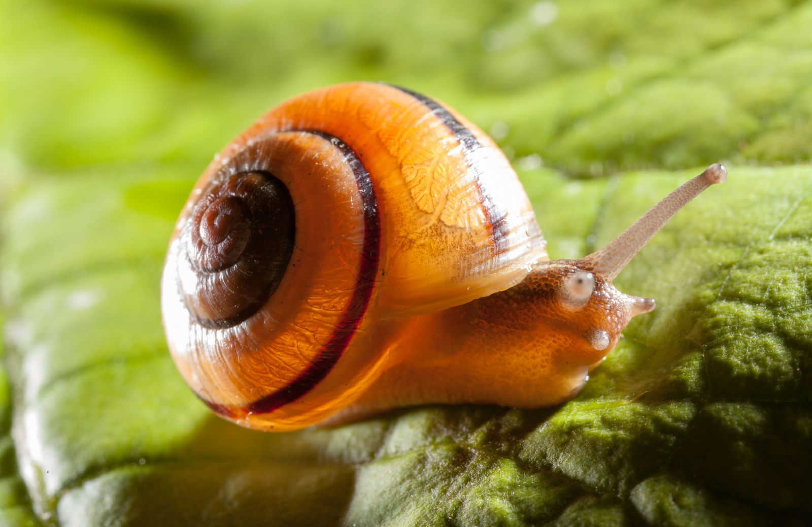 Le lumache colorate minacciate per il traffico illegale