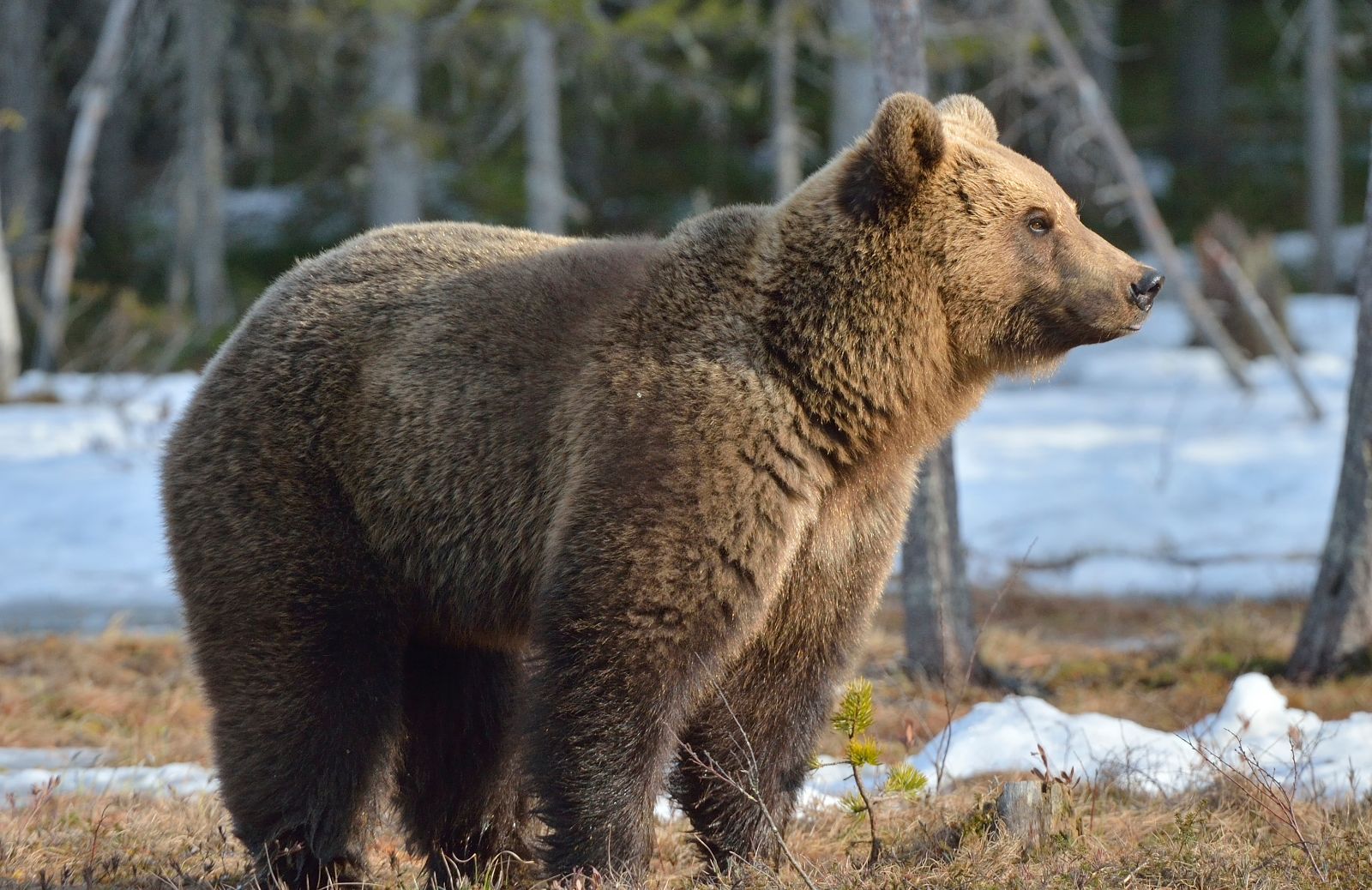 Orso M49 del Trentino: quale futuro dopo la cattura?