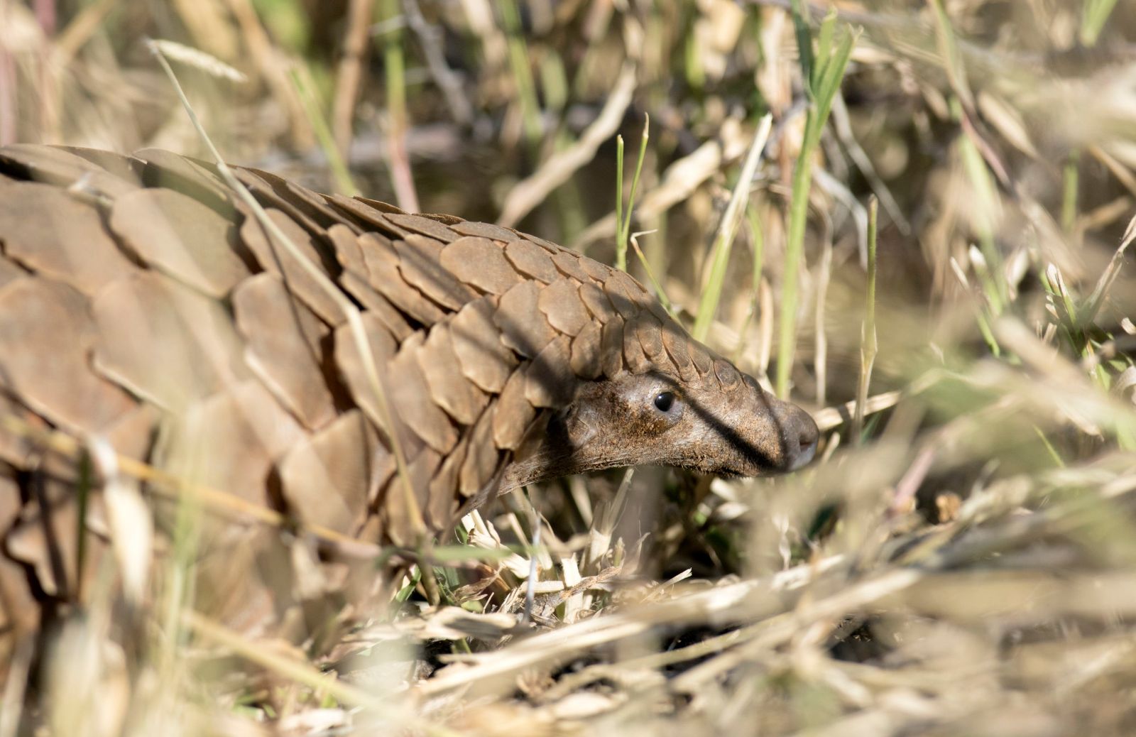 Pangolino: la storia e le caratteristiche di un animale in estinzione