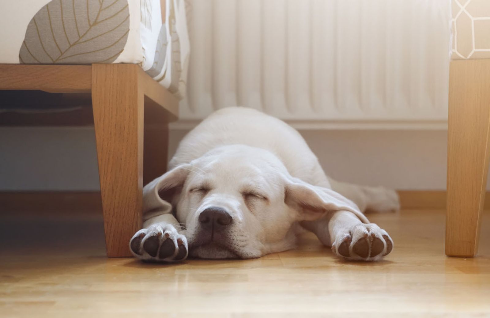 Quando Fido dorme, probabilmente ti sta sognando 