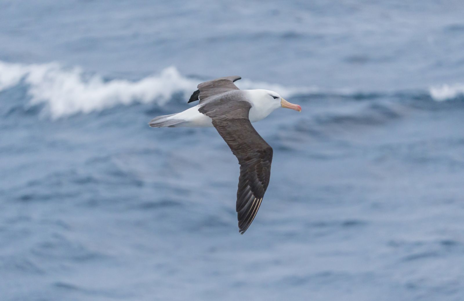 Scoperto il perché gli uccelli marini mangiano la plastica