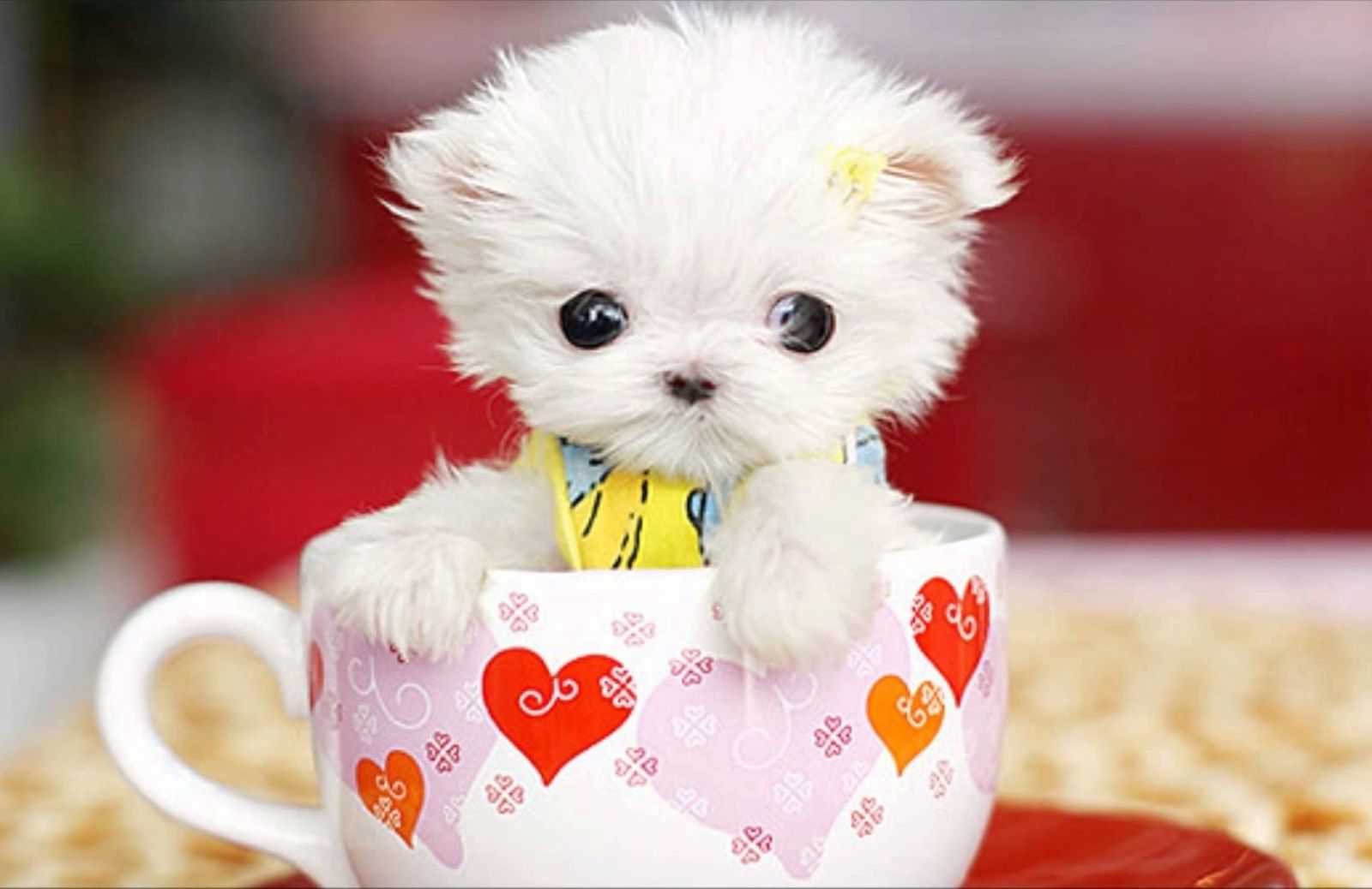 Teacup dog, la folle moda dei mini cani