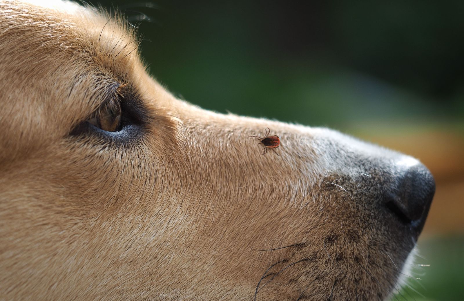 Zoonosi: le principali malattie che gli animali possono trasmettere all'uomo