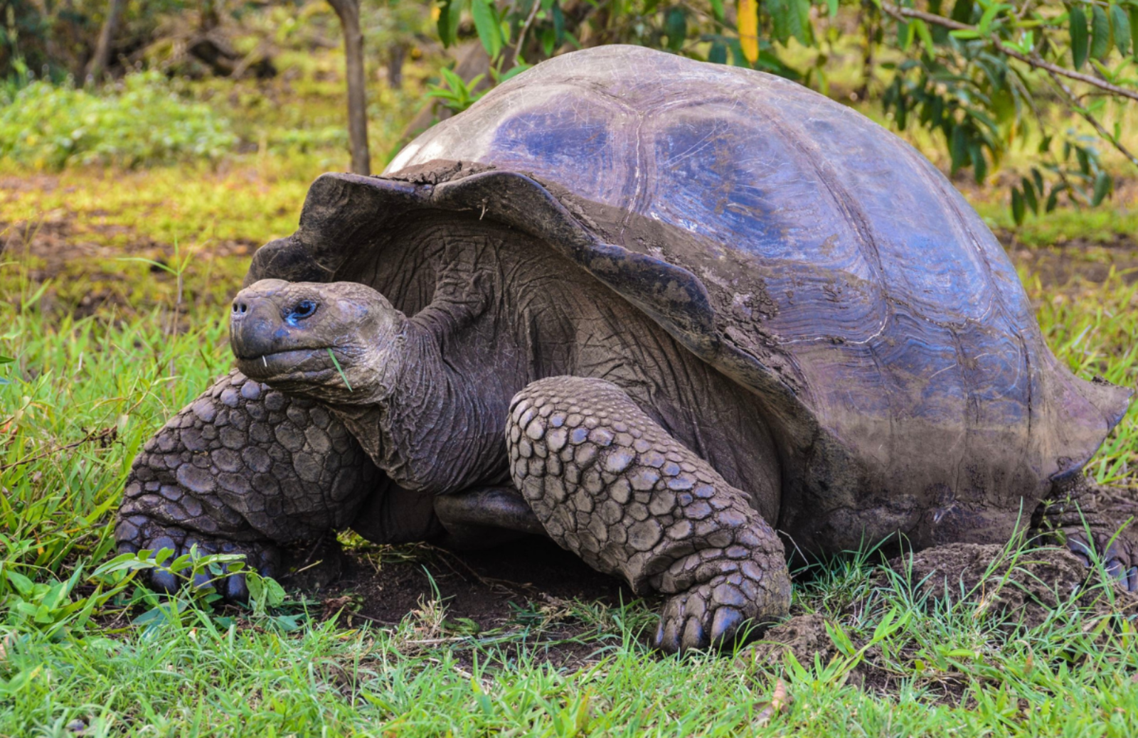 Ti presentiamo gli animali più longevi del nostro pianeta