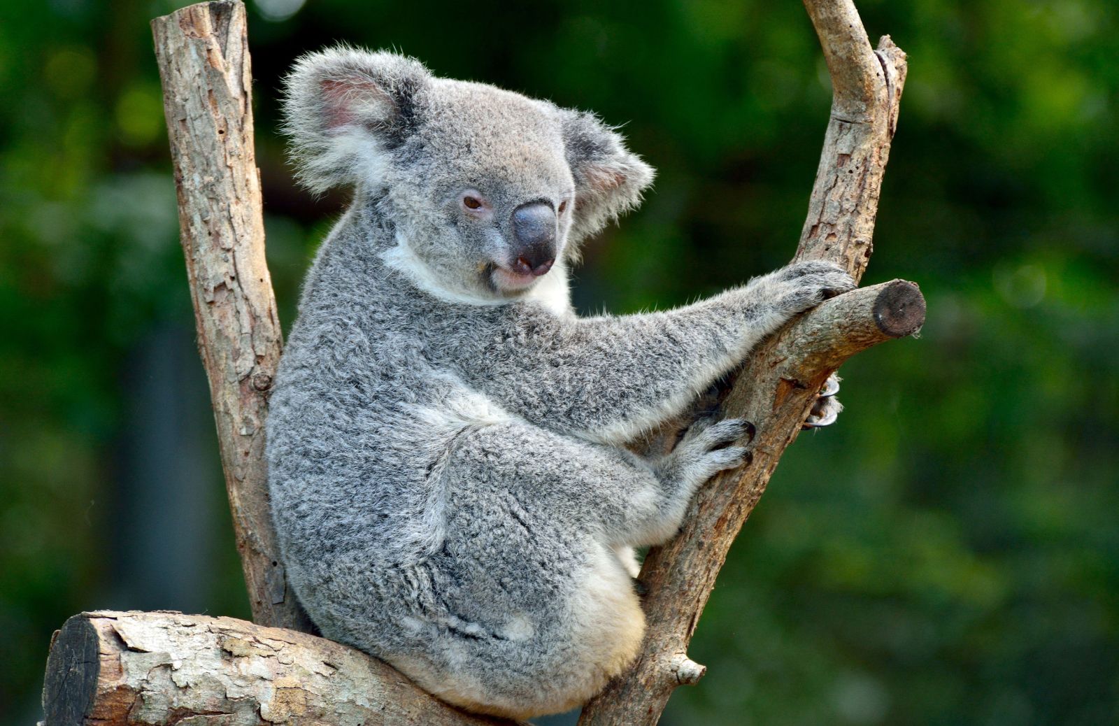 Oltre 3 miliardi gli animali australiani colpiti dagli incendi 