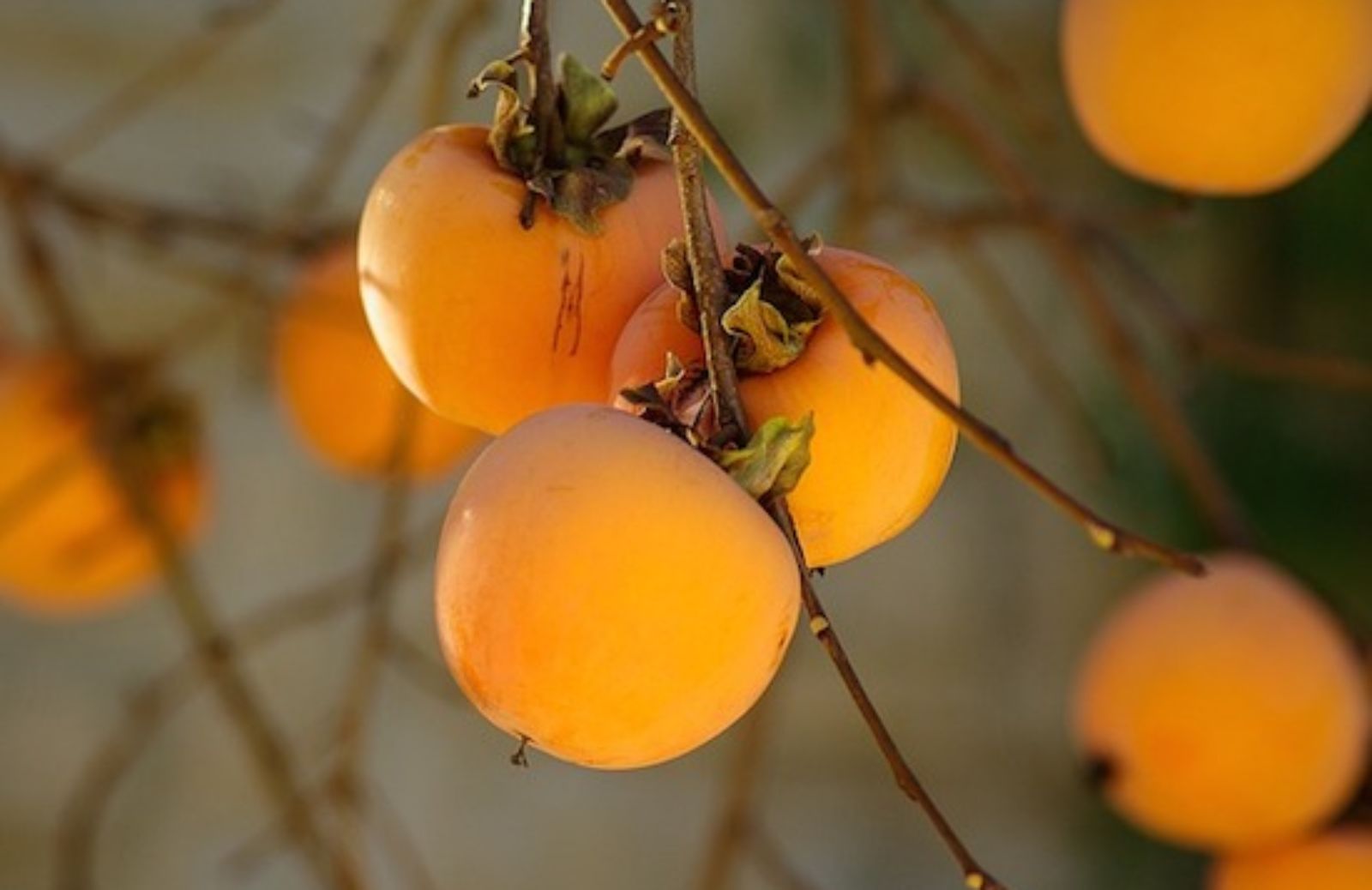 5 cibi da portare a tavola in inverno