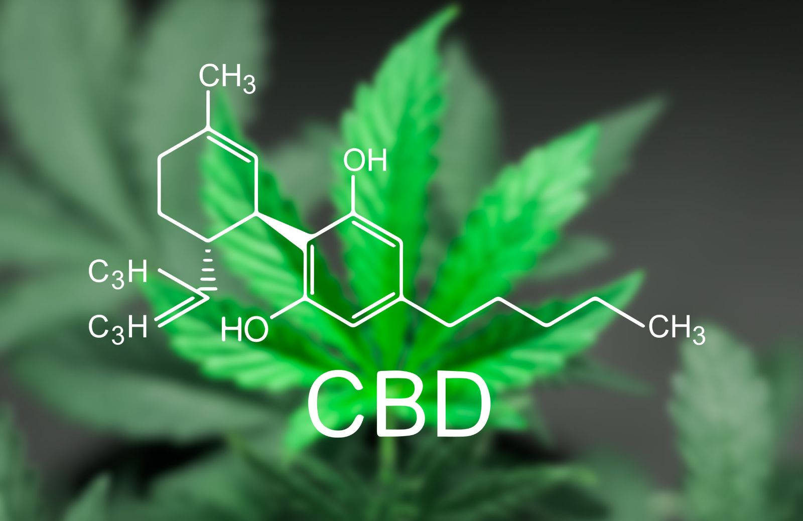 CBD legale in Svizzera? Le cose da sapere