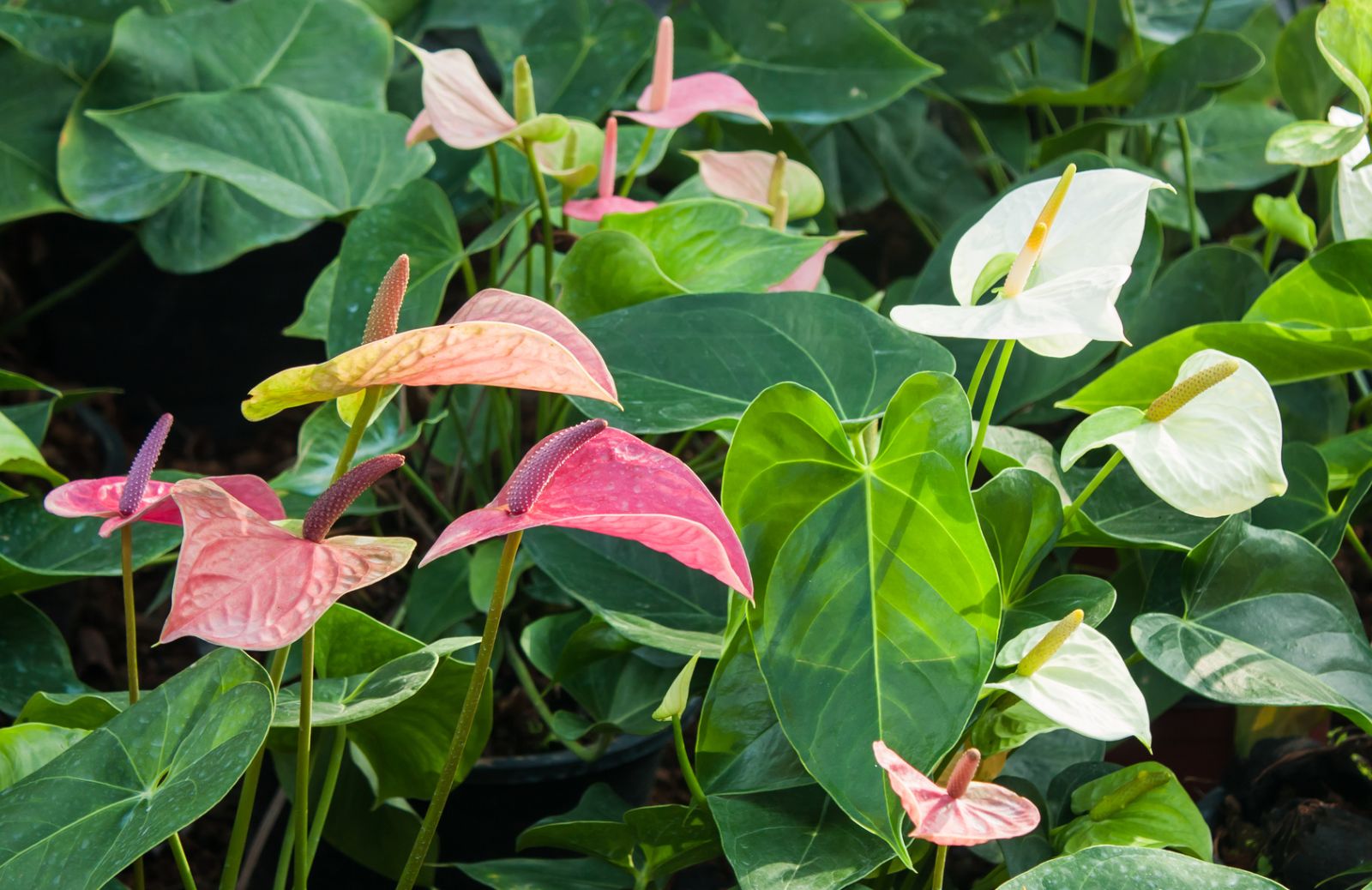 Anthurium con foglie secche: come curarlo