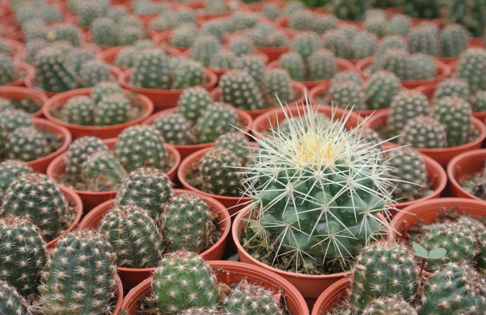 Come cambiare vaso a una pianta grassa