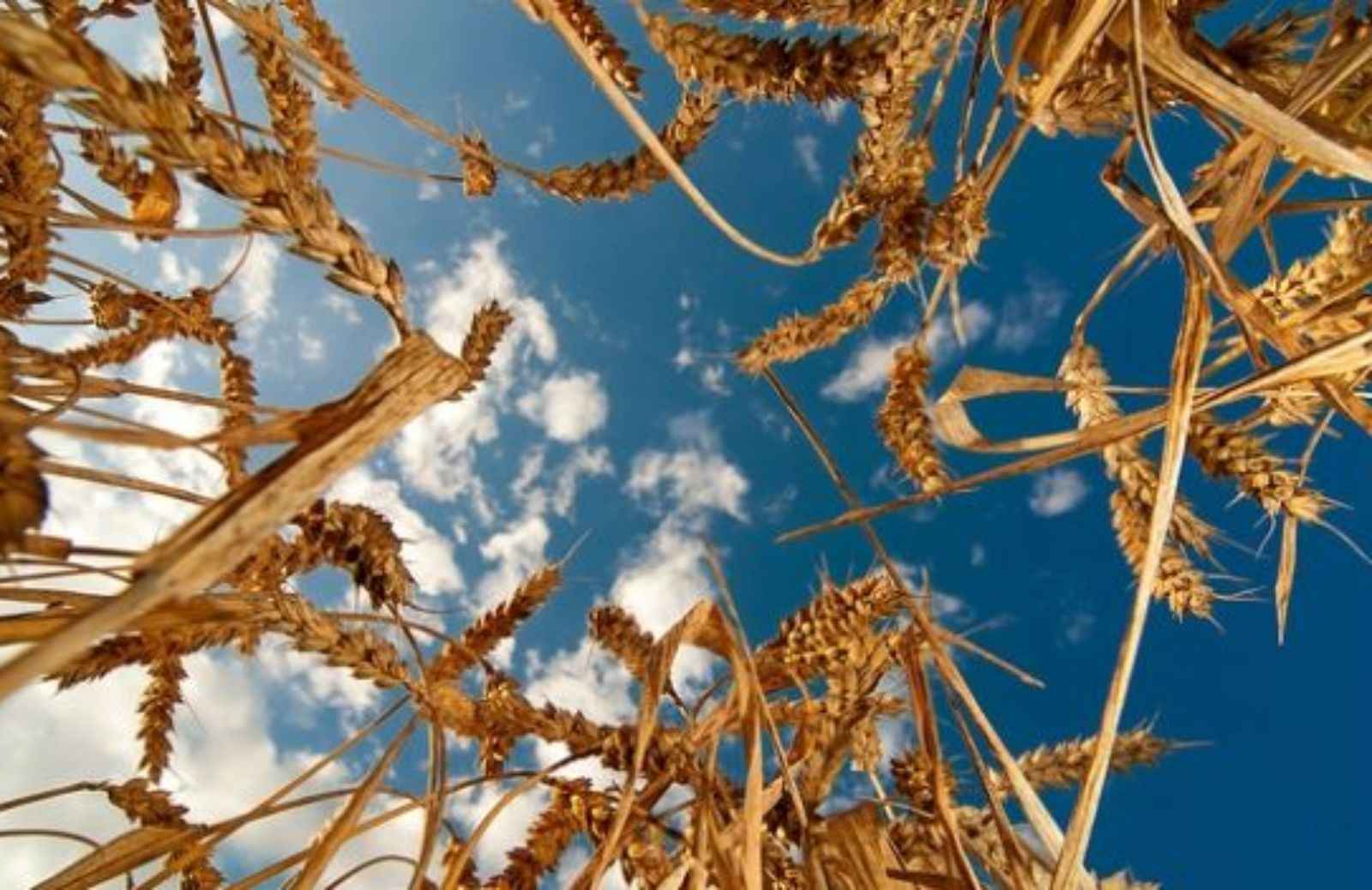 Come coltivare il farro al meglio