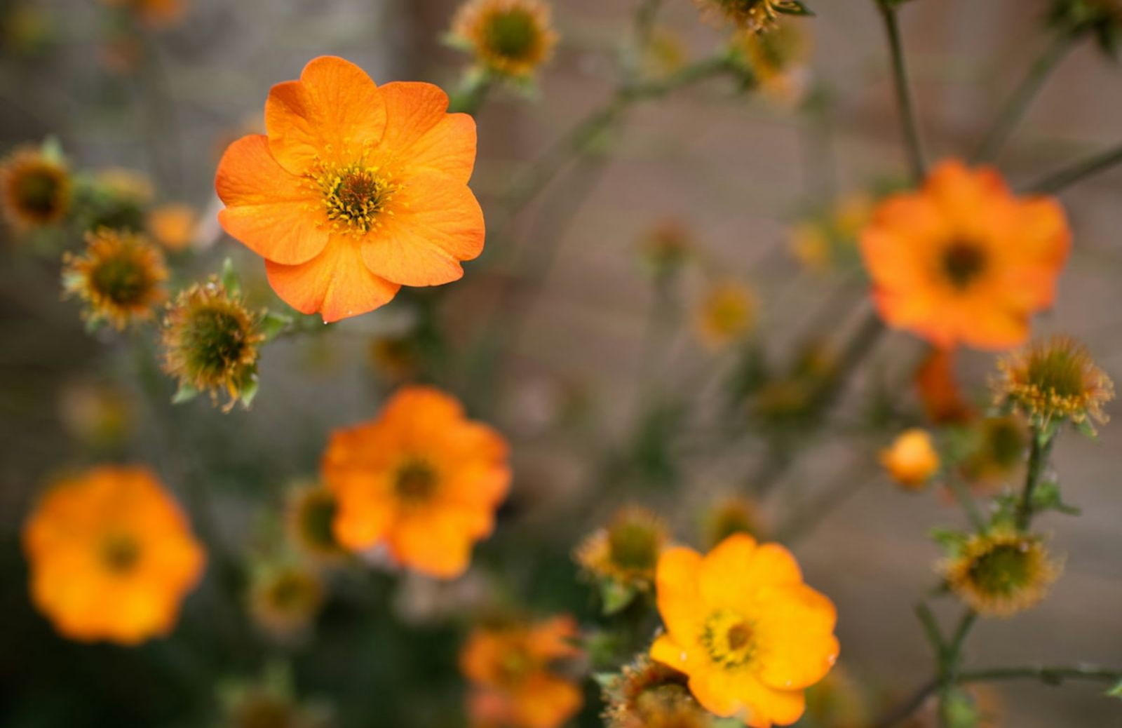 Come coltivare il geum