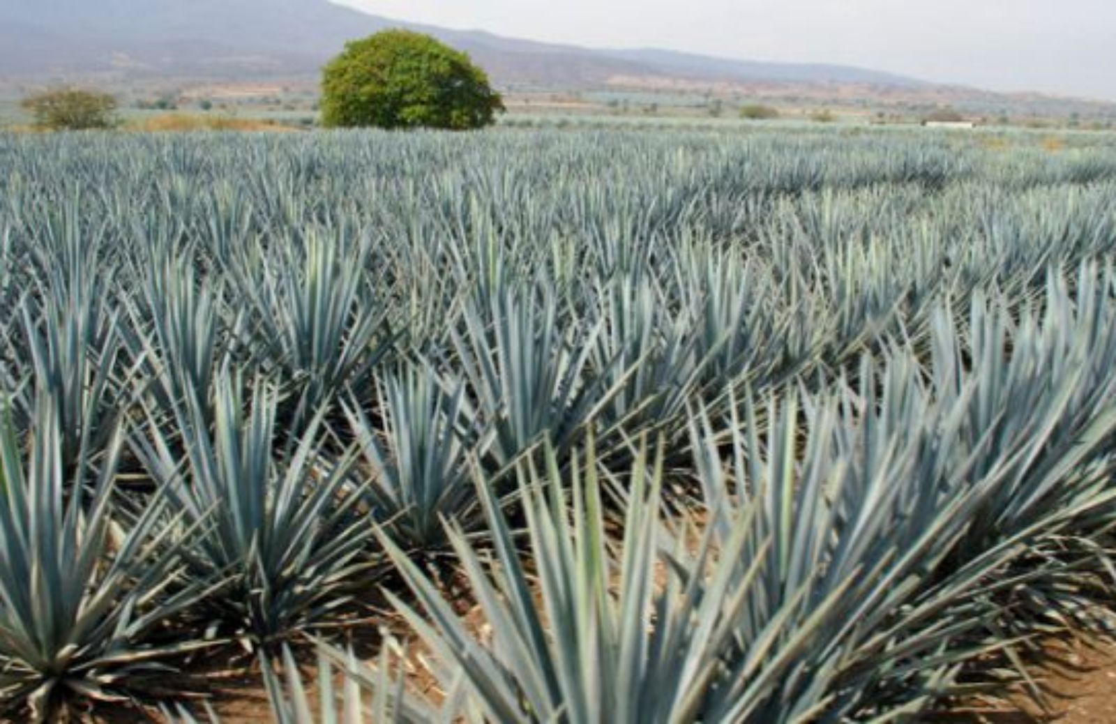 Come coltivare l'agave facilmente