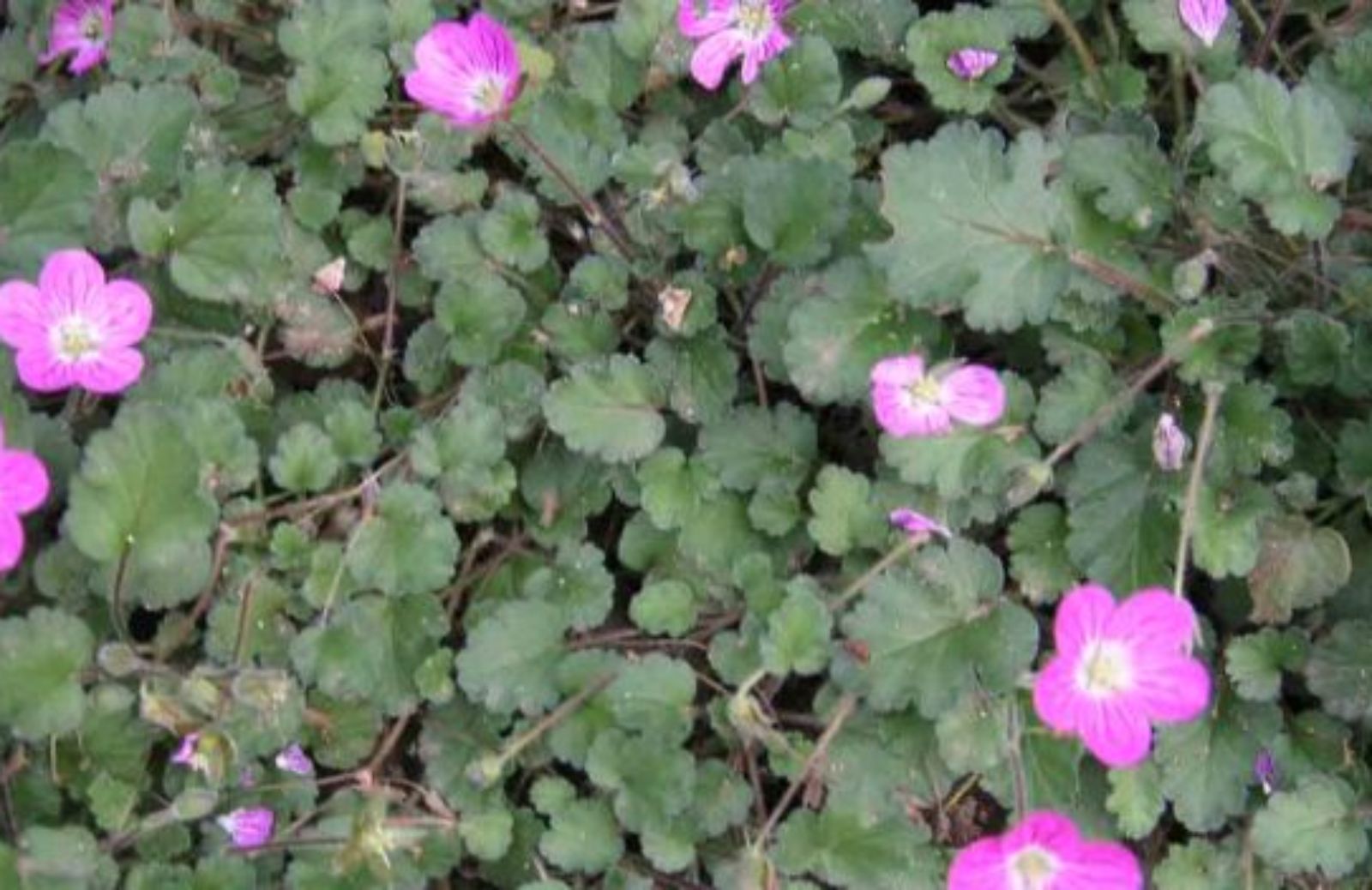 Come coltivare l'erodium