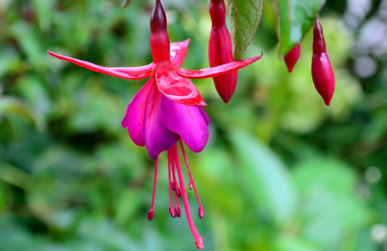 Come coltivare la Fucsia