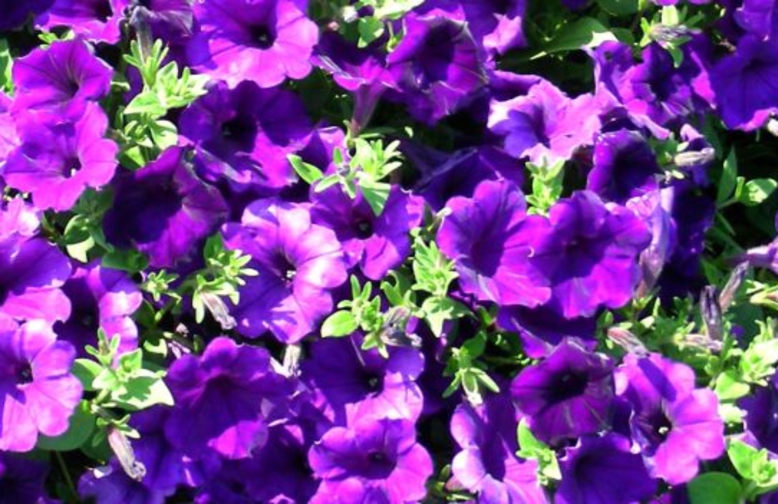 Come coltivare la petunia