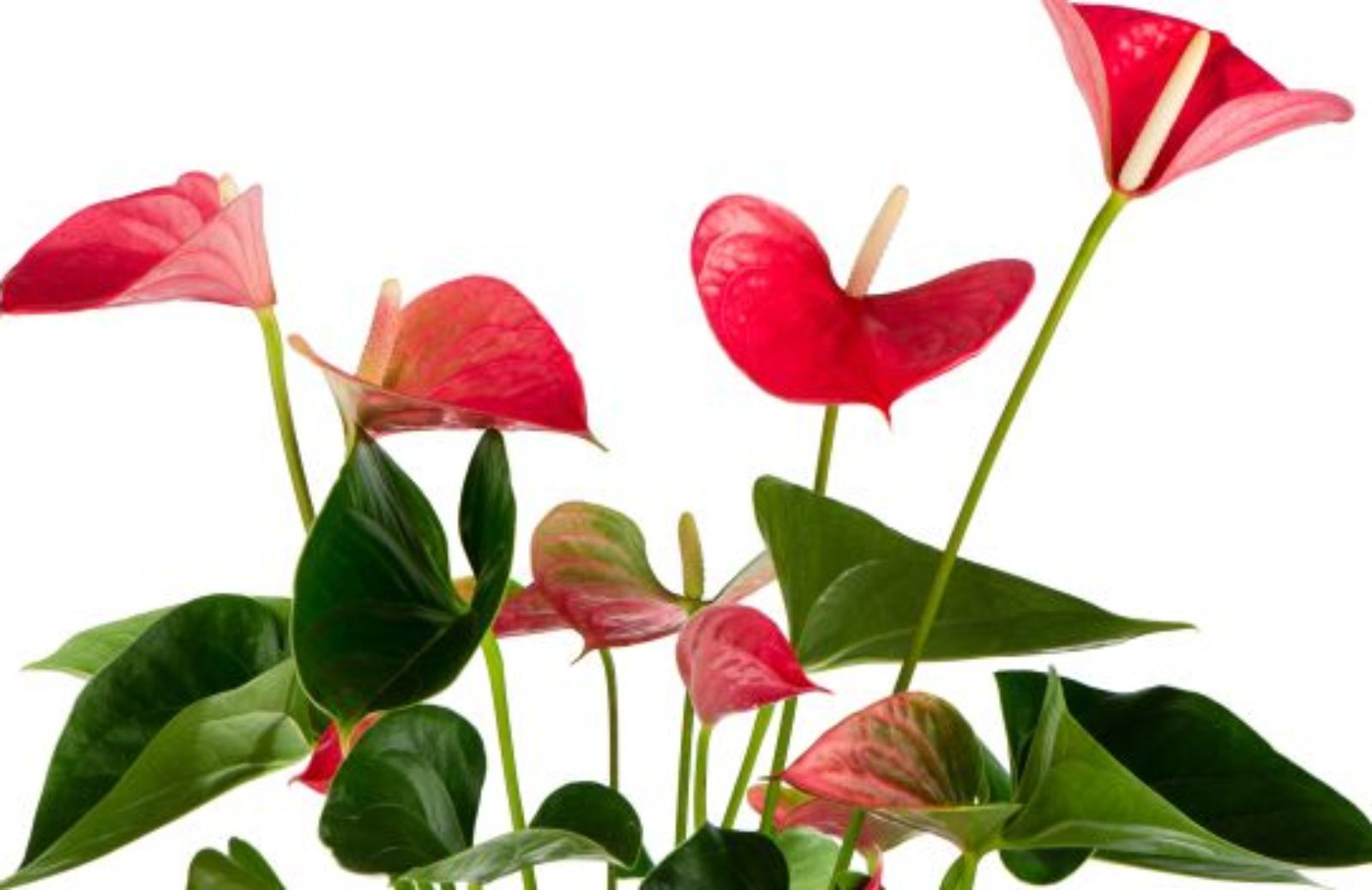 Come coltivare la pianta di Anthurium