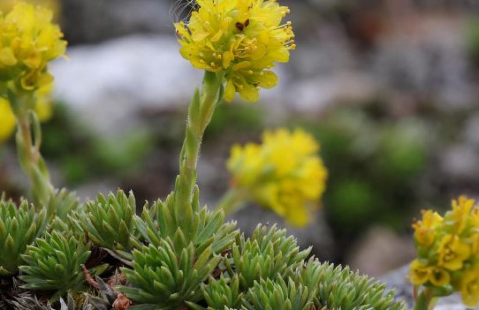 Come coltivare la saxifraga