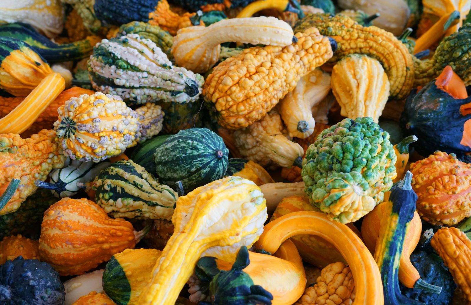 Come coltivare la zucca ornamentale