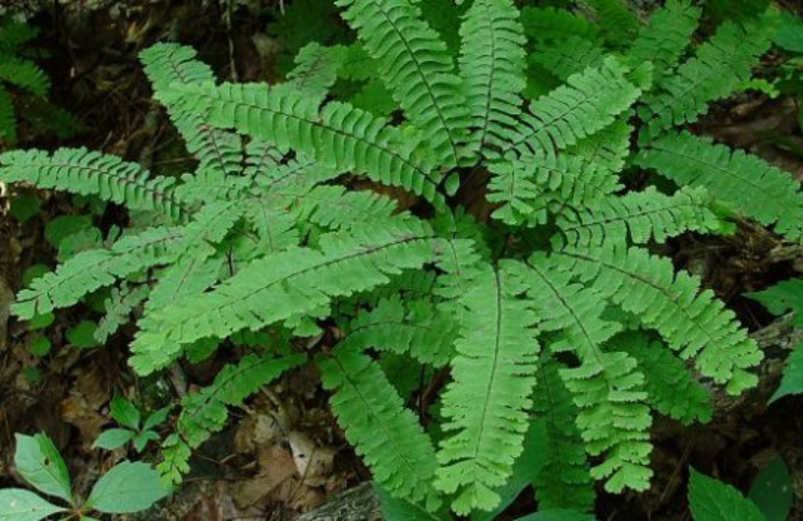 Come coltivare una pianta di Adiantum