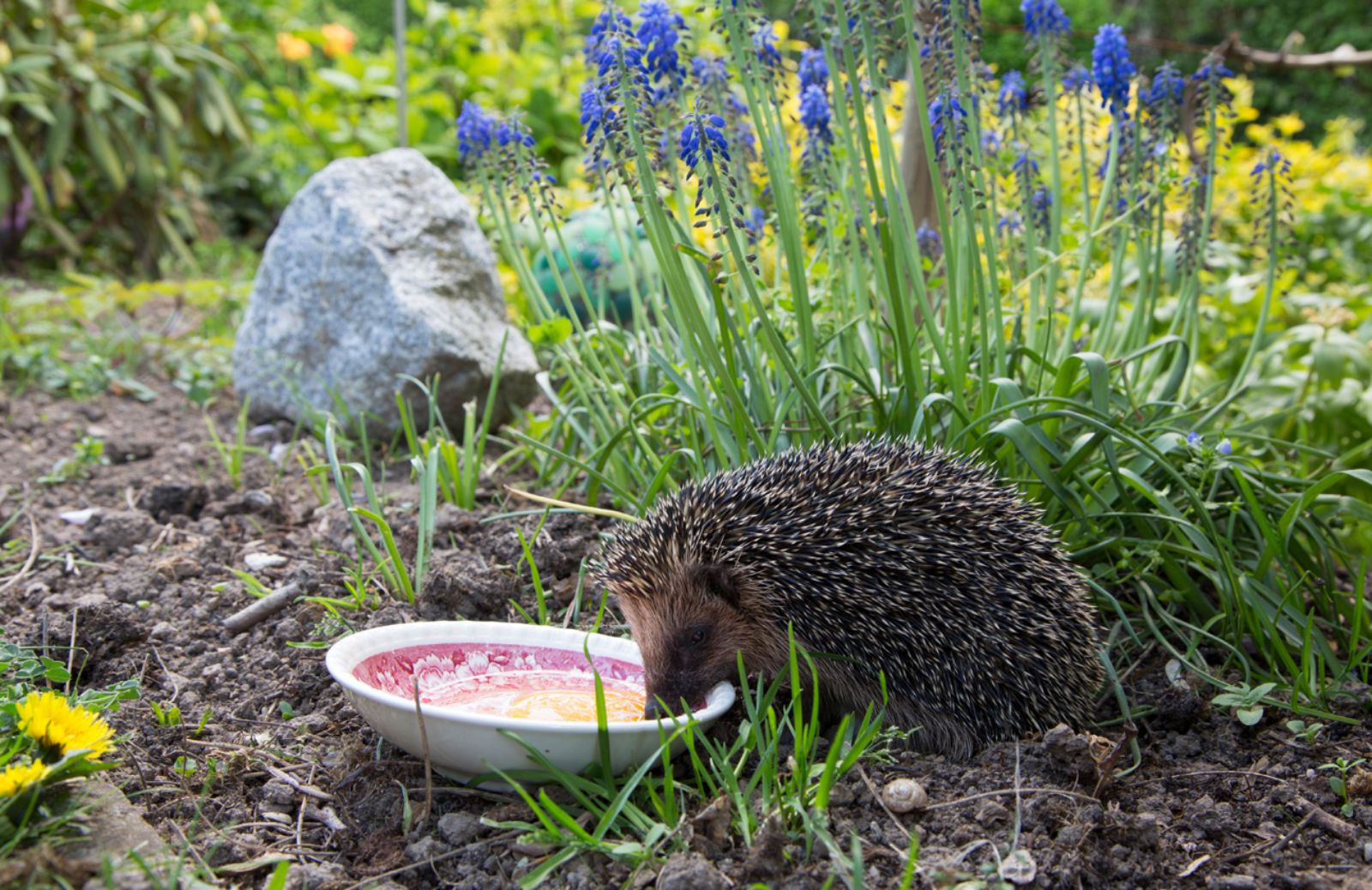 Come creare un angolo selvatico nel tuo giardino