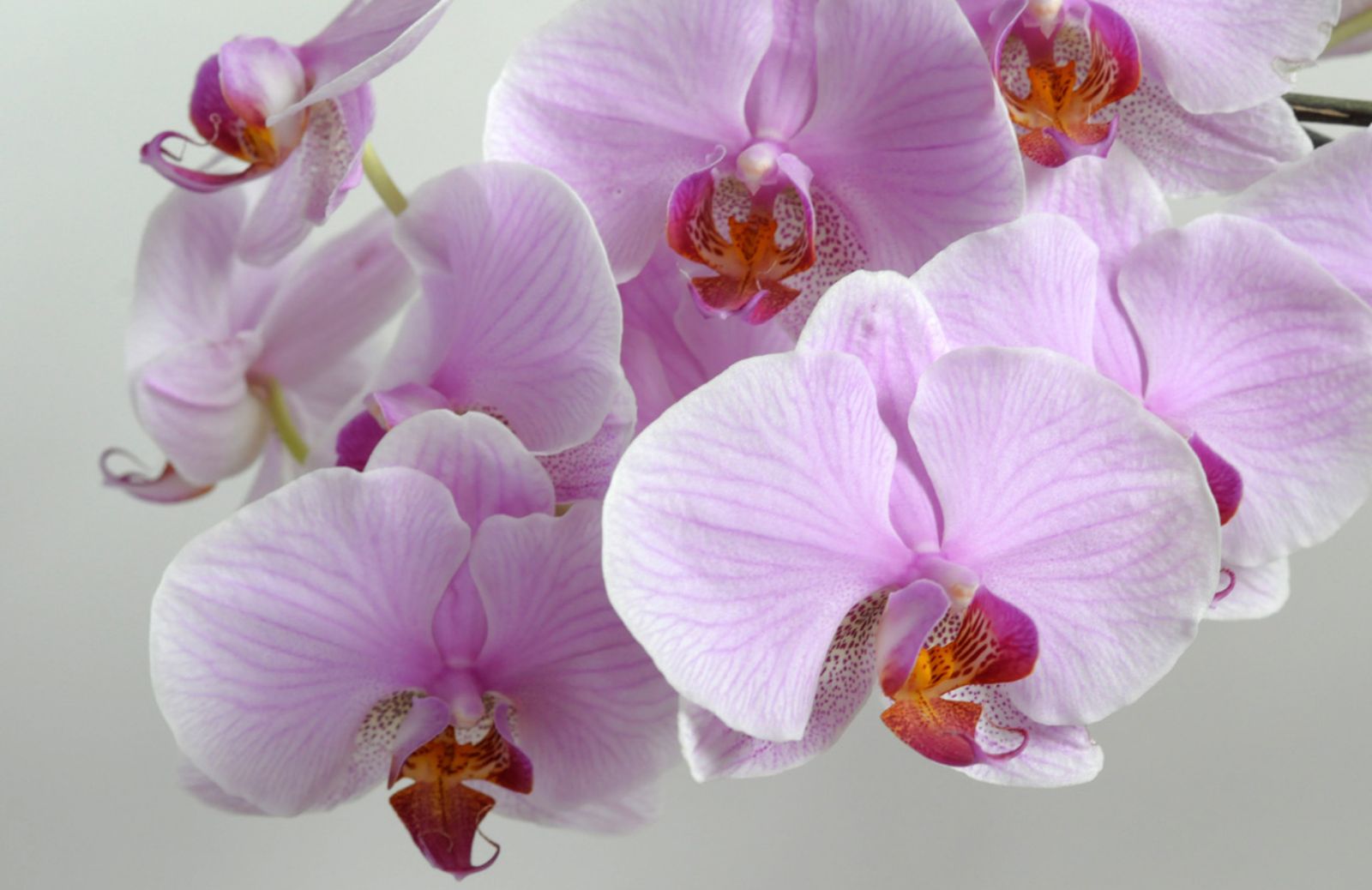 Come curare le orchidee