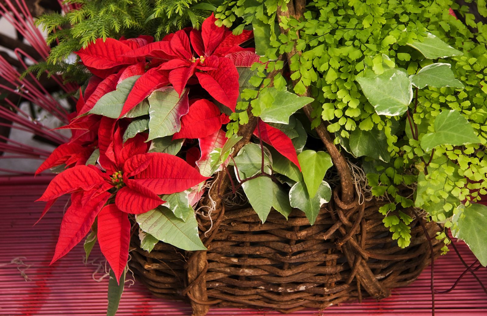 Come far vivere più a lungo la Stella di Natale 