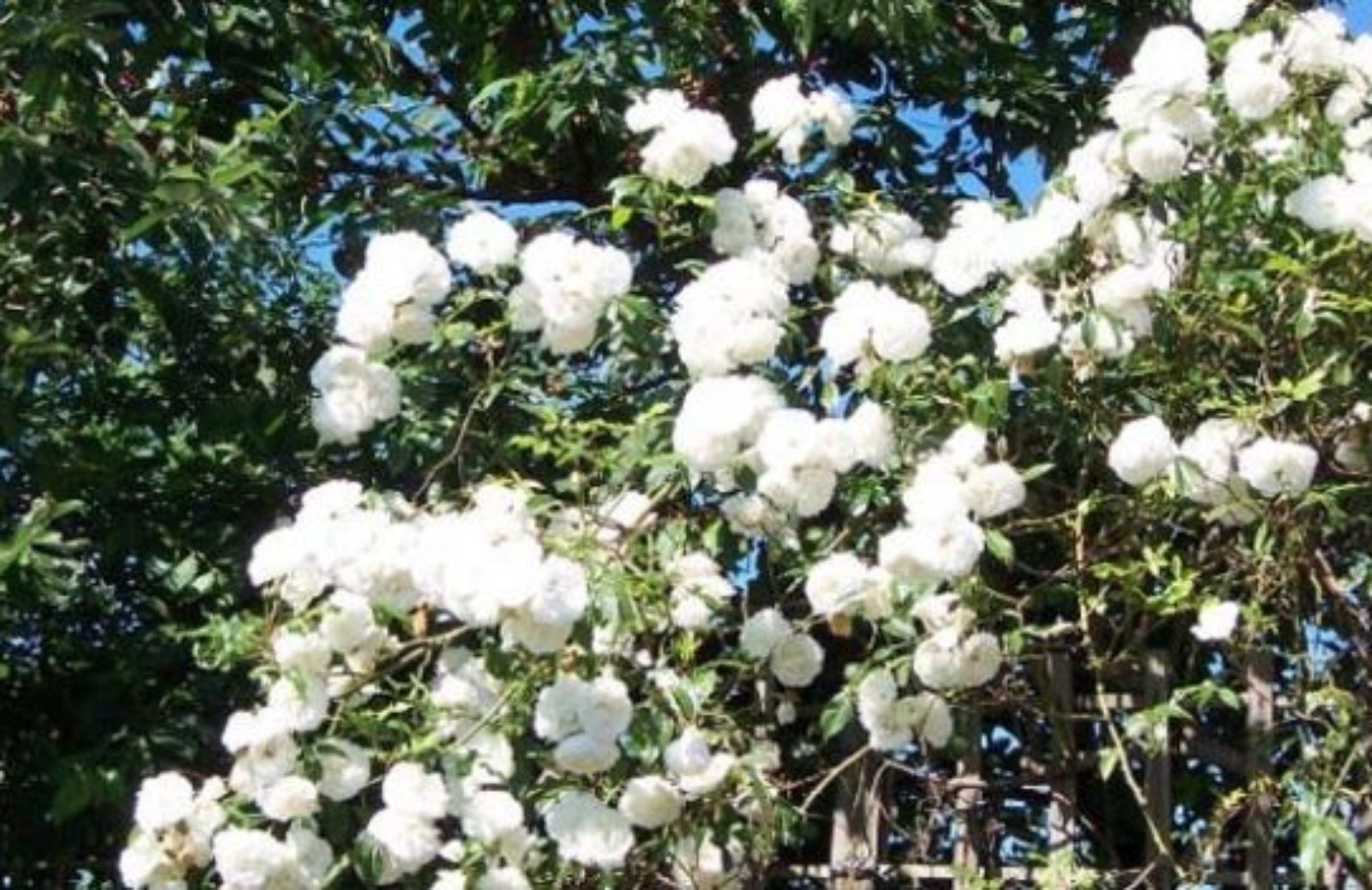 Come scegliere le pergole per il giardino