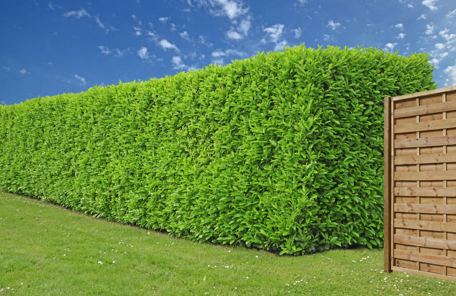 Come scegliere le siepi per il tuo giardino